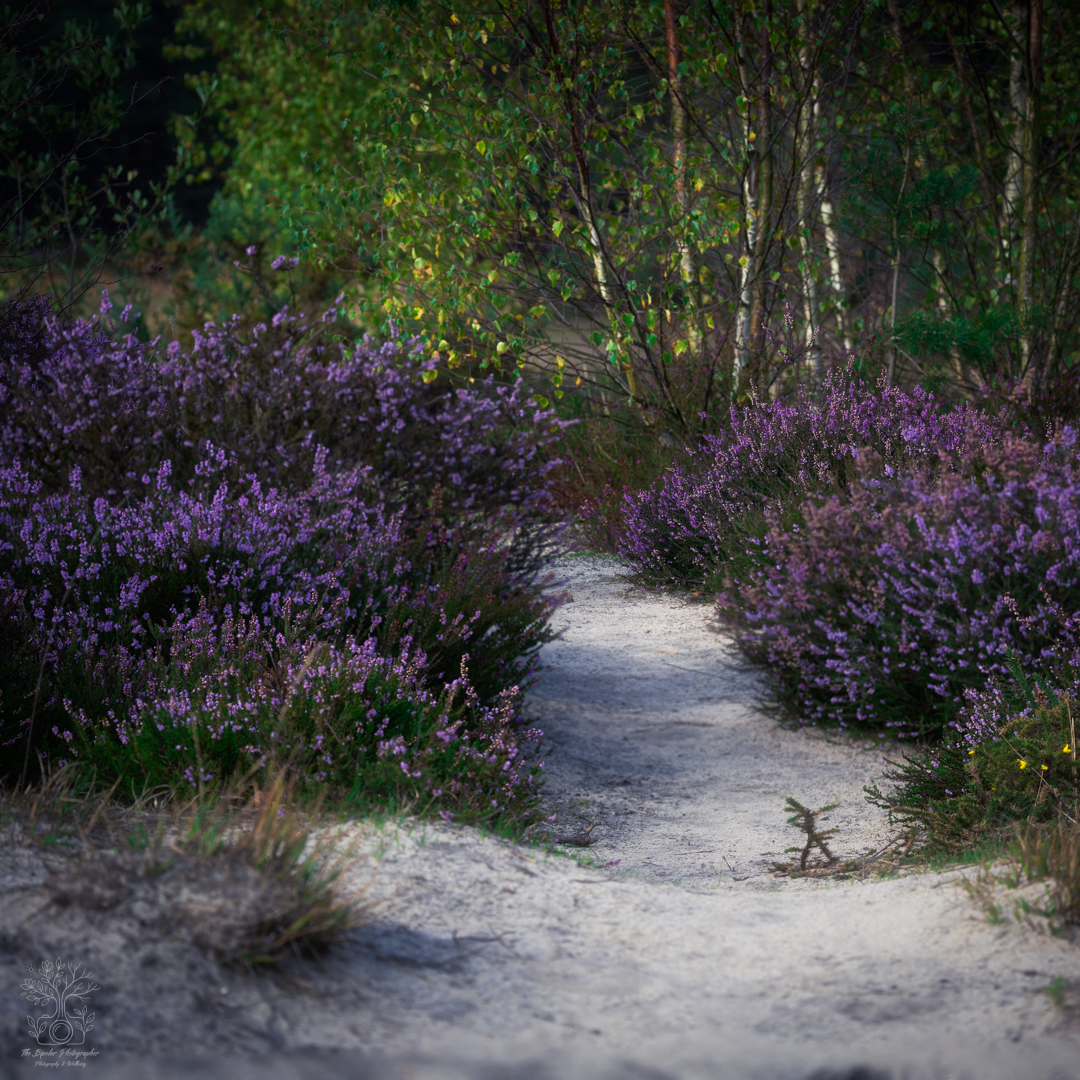 20250920-IMG_1241-Edit