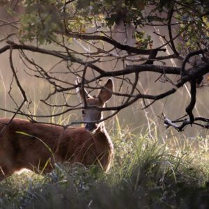 Fine art print of a Roe Deer in a misty UK forest