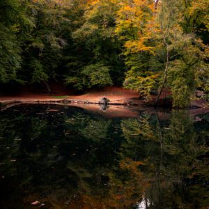 Fine art print photograph of a reflective forest pond at Waggoner's Wells, Surrey. The Reflecting Pool.