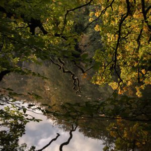 Fine Art Print - Branches reach towards a reflective pool of water on a warm autumn evening.