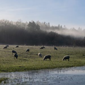 Fine Art Print of Sheep grazing in a frozen field at dawn with a misty woodland backdrop.