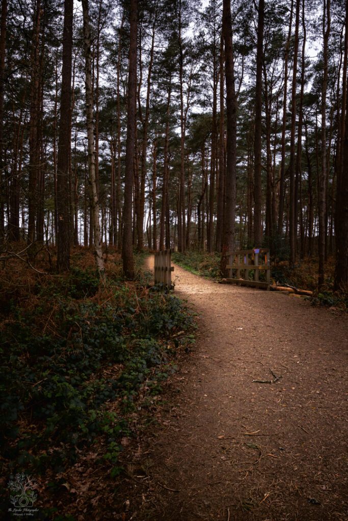 Fine art print photograph of a forest path leading to a small bridge.