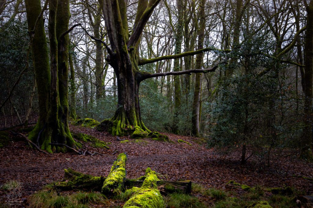 An ominous tree photograph fine art print from Waggoners' Wells, Surrey.