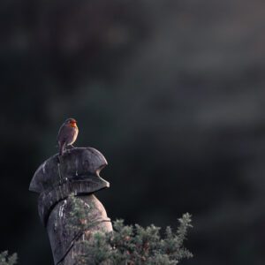 European Robin - The Watcher fine art print - The Bipolar Photographer.