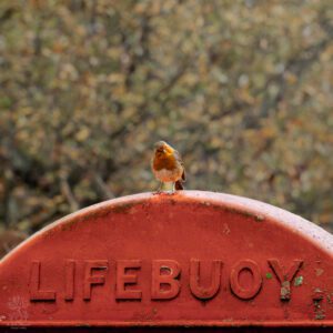 Fine art print of a robin - The Guardian