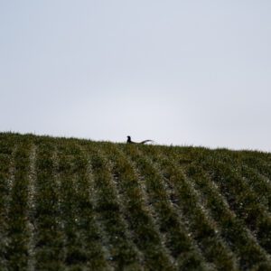 Fine Art Print - The silhouette of a pheasant against the horizon above a farmer's field.