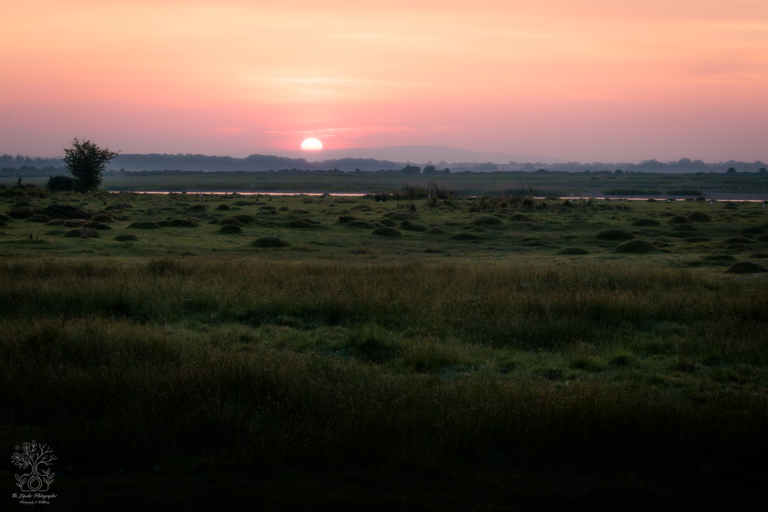 May 09, 2026_Farlington Marshes_IMG_5037-Edit