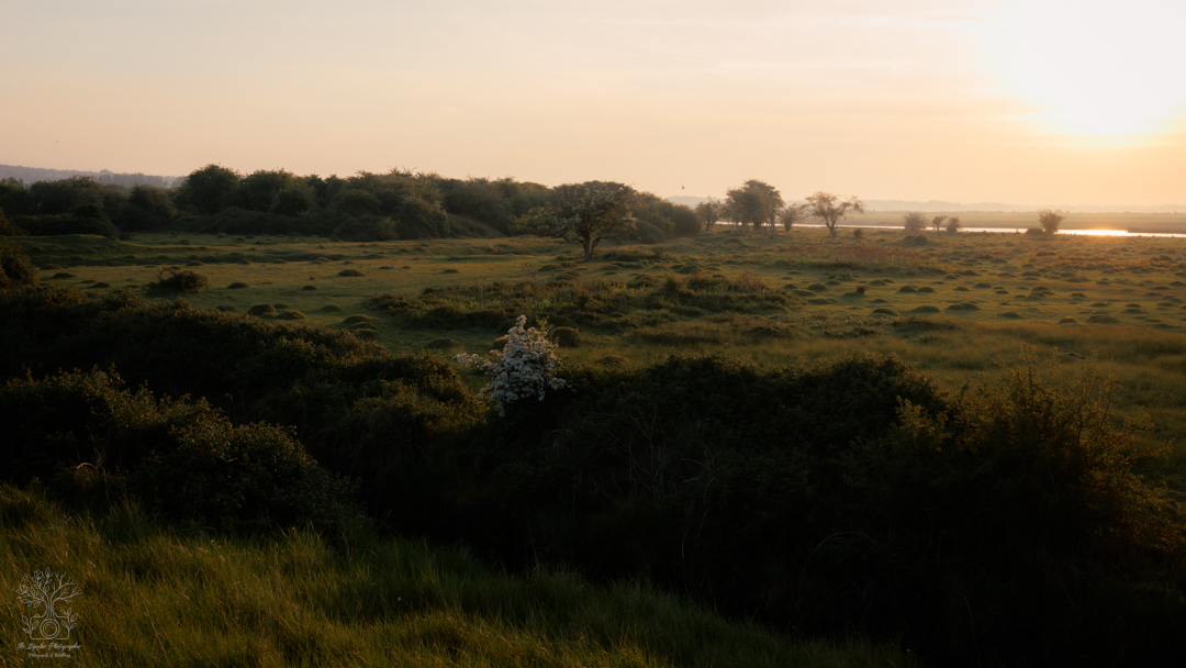 May 09, 2026_Farlington Marshes_IMG_5064-Edit-2